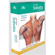 ANATOMIA SOBOTTA FLASHCARDS MIĘŚNIE ŁACINA